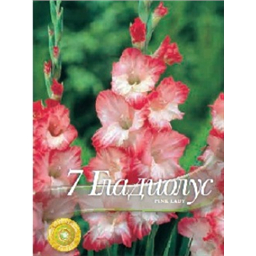 Гладиолус Пинк Леди