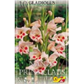 Гладиолус Принц Клаус
