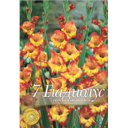 Гладиолус Принцесс Маргарет Роуз