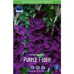 Гладиолус Пурпл Флора