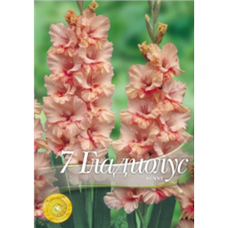 Гладиолус Санни