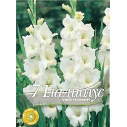 Гладиолус Шадоли Уайт Просперити