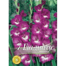 Гладиолус Шадоли Виндсонг