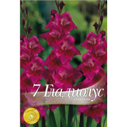 Гладиолус Шартресс