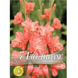 Гладиолус Шеди Раффл