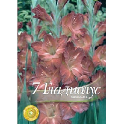 Гладиолус Шоколат