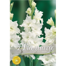 Гладиолус Снови