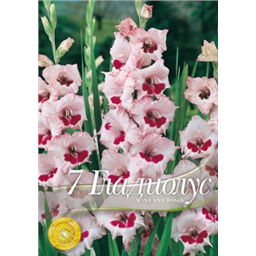 Гладиолус Вайн энд Розес