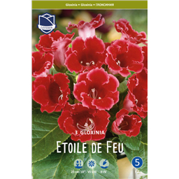 Глоксиния Этуаль де Фо 