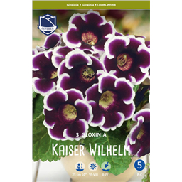 Глоксиния Кайзер Вильгельм 
