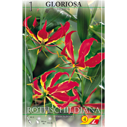 Глориоза Ротшильдиана