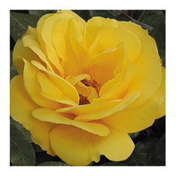 Голден Даун