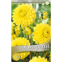 Голден Торч