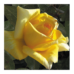 Голден Шоуэрс