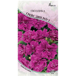 Гвоздика Грейс Дип роуз махровая 