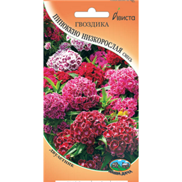 Гвоздика Пиноккио низкорослая