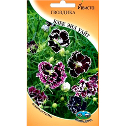 Гвоздика Блек энд Уайт