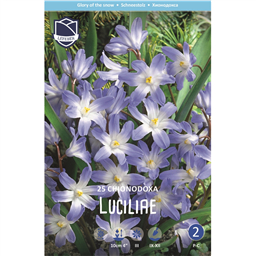 Хиондокса Люцилии