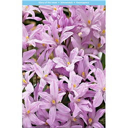 Хиондокса  Роуз Квин 