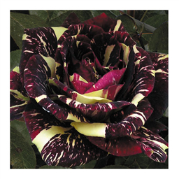 Хокус Покус