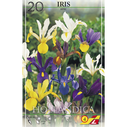 Холландика