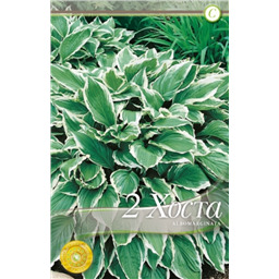 Хоста Ауреомаргината