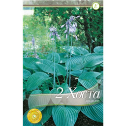 Хоста Биг Дедди