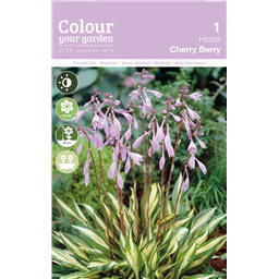 Хоста Черри Берри