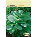 Хоста Элеганс