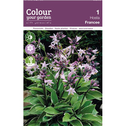 Хоста Фрэнси