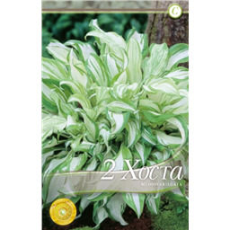 Хоста Медиовариегата