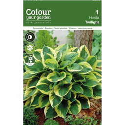 Хоста Твайлайт