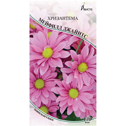 Хризантема Мейфилд Джайнтс 