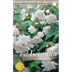 Иллюминейшн Уайт