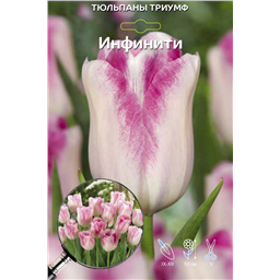 Тюльпан Триумф Инфинити