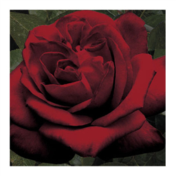 Ингрид Бергман