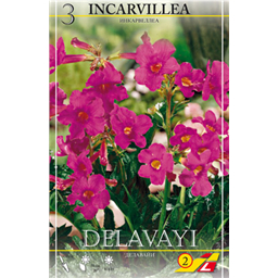 Инкарвилея Делавеи