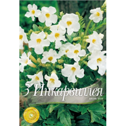 Инкарвиллея Сноу Топ