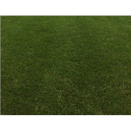 Интенсив Грин