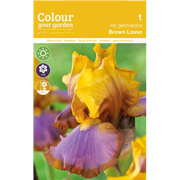 Ирис Браун Лассо