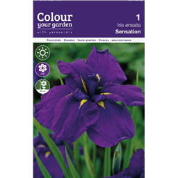 Ирис энсата Сэнсэйшн