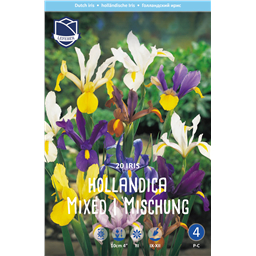 Ирис Холландика