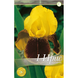 Ирис Раджа Брук