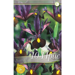 Ирис Ред Эмбер