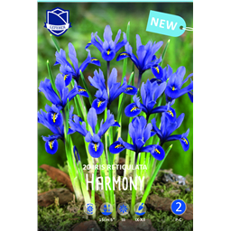 Ирис Ритикулата Гармони
