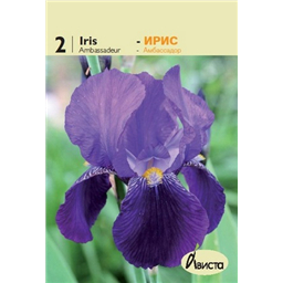 Ирис германский Амбассадор