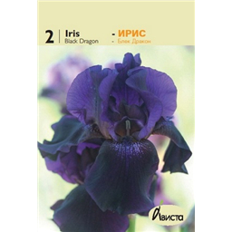 Ирис германский Блэк Дракон