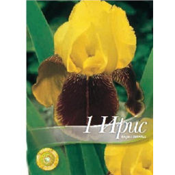 Ирис германский Крем Рейч Броок