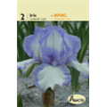 Ирис германский Лавендер Лук