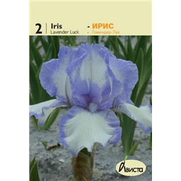 Ирис германский Лавендер Лук